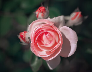 close-up of a pink flower on green background