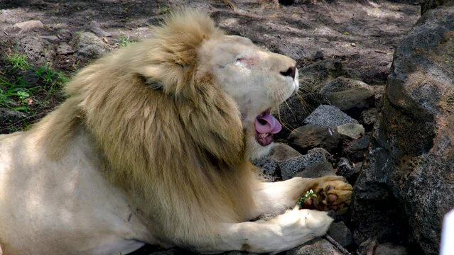 Lion yawns at national park