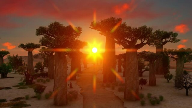 Baobab Trees In African Sunset