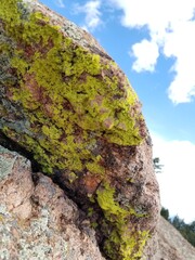 Lichen, Moss, Grass and Wild Flowers Growing and blooming on Colorado Mountain Trail Field in Sunlight