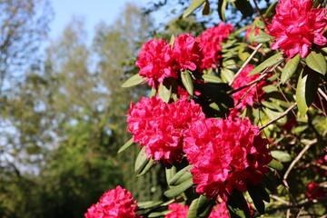 Rhododendron blüht pink in der Natur