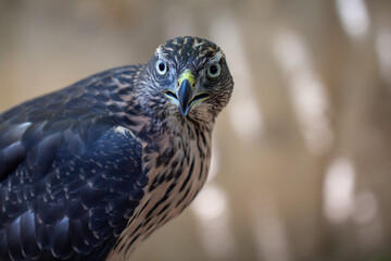 Juvenile goshawk