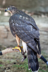 Juvenile goshawk