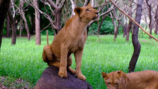 Lion playing with eat at national park