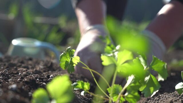Plant the green young seedlings into the ground with your hands