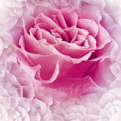 Flower  light pink rose.  Floral background. Close-up. Nature..