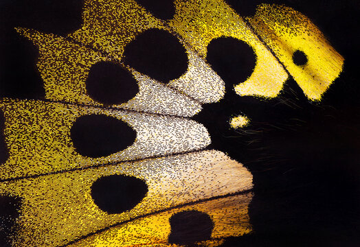 Birdwing butterfly. Macro photography tropical butterfly wing. Wing detail of Rothschild's birdwing (Ornithoptera rothschildi). 