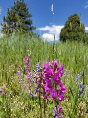 Lichen, Moss, Grass and Wild Flowers Growing and blooming on Colorado Mountain Trail Field in Sunlight