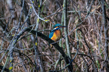 Female kingfisher