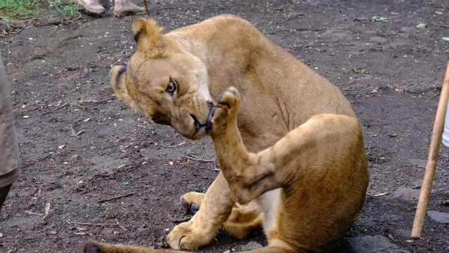 Lion cleans paws at national park