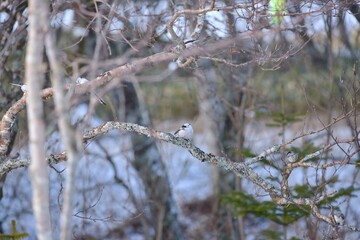 北海道のシマエナガ