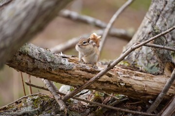 北海道にいるシマリス