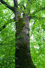 Fototapeta premium Green moss trunk of tree upwards summer forest