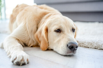 Adorable dog lying on floor in light apartment