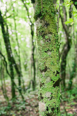 Green moss trunk of tree summer tropical forest