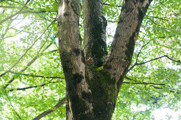 Red squirrel peeking top down high tree
