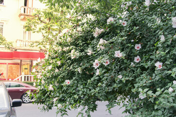 Fototapeta na wymiar Scenic city landscape blossom tree street park sunlight