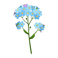 Branch of blue forget-me-not flower. Isolated vector illustration.