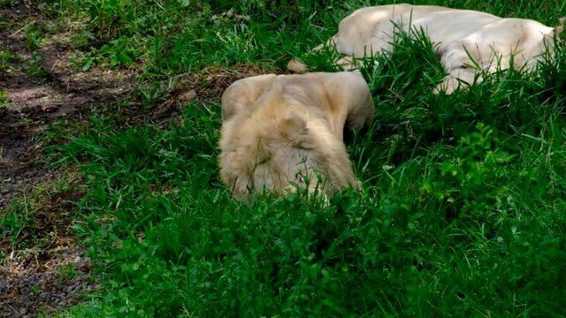 Lion laying at national park