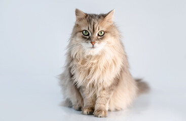 Fototapeta na wymiar Lovely fluffy cat looking aside in light room