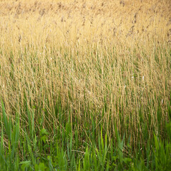 Feather reed pampas grass growing natural background