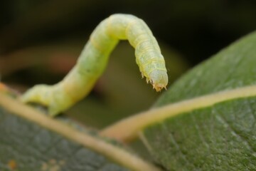 The winter moth caterpillar on a leaf