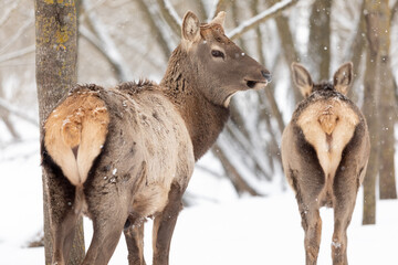 A family of red deer walks in the winter forest. One deer looks carefully into the camera. Portrait of a wild animal in its natural environment