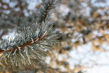 Naklejka na ściany i meble Close up view to frost covered pine branches at warm orange sunset light. Winter, January