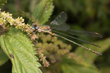 green dragonfly Emerald Damselfly in detail