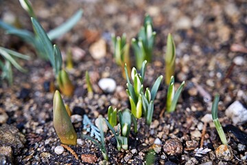Small bud of a snowdrop flower