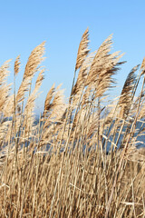 Fototapeta premium Dry reed outdoor in light pastel colors, reed layer, reed seeds. Beige reed grass, pampas grass. Abstract natural background. Beautiful pattern with neutral colors. Minimal, stylish, trend
