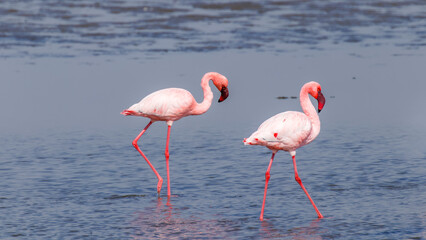 Lesser Flamingos (Phoenicopterus minor), Walvis Bay, Namibia.
