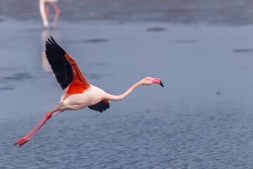 Greater Flamingo ( Phoenicopterus ruber roseus) flying by, Walvis bay, Namibia.