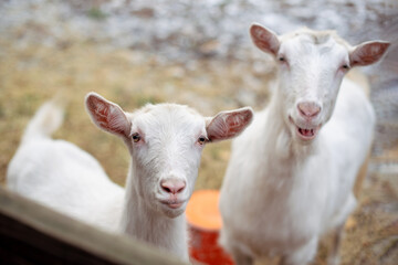 White goats on a farm in winter