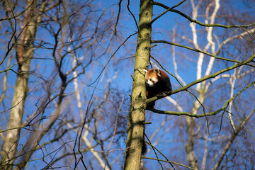 Endangered Red or lesser panda (ailurus fulgens) climbing a tree in captivity © Leoniek