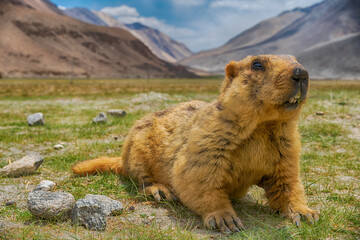 Himalayan Marmot portrait on it's habitat.