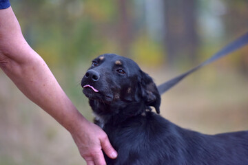 black dog mongrel in an animal shelter