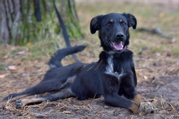 black dog mongrel in an animal shelter