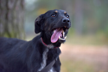 black dog mongrel in an animal shelter