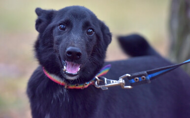 black dog mongrel in an animal shelter
