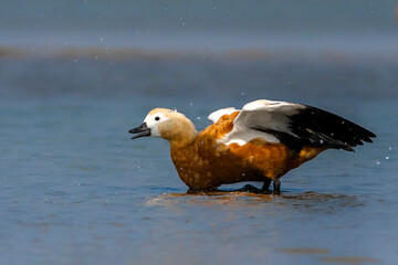 Ruddy Shelduck enjoying the rain.