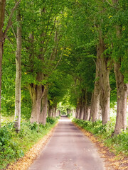 Allee, Bäume, Straße, Weg, menschenleer, grün, Natur, malerisch, ländlich, Landschaft, Wald, geradeaus, gerade, Ziel, wandern, fahren, Tag, Sommer, Tourismus, Reisen, Schleswig-Holstein, Deutschland, 