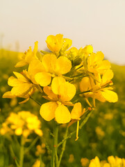 Beautiful yellow rapeseed flowers with dew drop on the petals in morning daylight against natural background