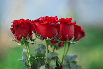 red rose in the garden