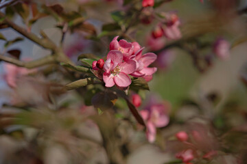 pink blossom