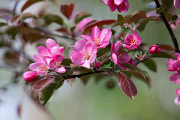 a branch with a pink flower on an apple tree in spring