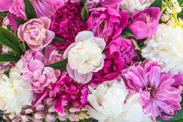 Beautiful floral background of pink, purple and white peonies close up