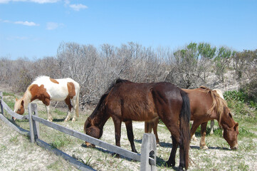 Wild horses grazing on the dune grass, on Assateague Island, in Worcester County, Maryland. 