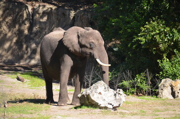 Elephant with eyes closed sunbathing.