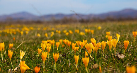 Spring flower yellow crocus in the grass after the snowmelt, closeup